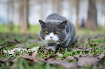 Naklejka na ściany i meble British shorthair cat marching on grass