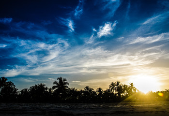 Sunset and palm trees