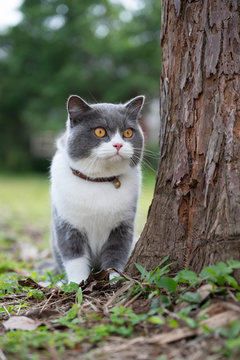 British shorthair cat in the grass outdoors