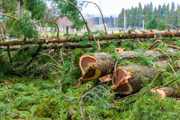 伐採された杉の木　イメージ