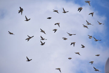 頭上を飛ぶキレンジャクの群れ