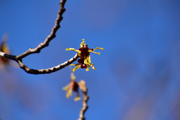 マンサクの花一輪と青空