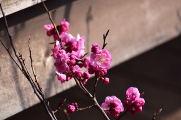 壁際の梅の花