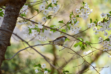 桜の木にるニュウナイスズメ