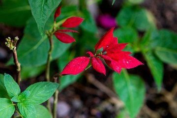 Poinsettia Leaves