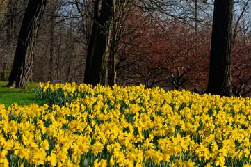 Yellow daffodils in early Spring at Brocks Monument Historic site Queenston Niagara Falls Canada