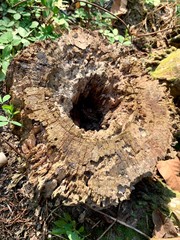 close up palm root with green moss in sunrise