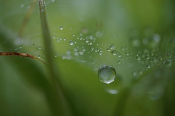 morning dew