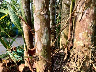 close up palm root with green moss in sunrise