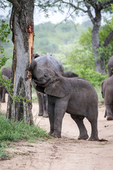 Young elephant feeding