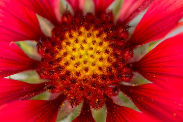 Beautiful vivid orange blossom by a rock pathway