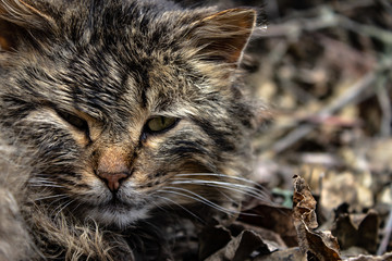 The face of a forest cat. Felis Silvestris in the habitat.