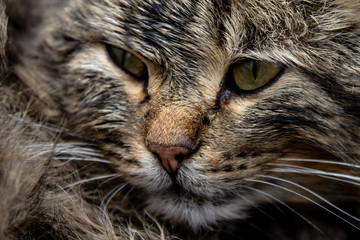 The face of a forest cat. Felis Silvestris in the habitat.