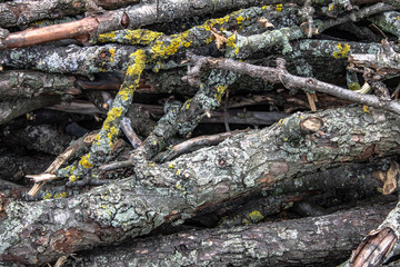 Texture of old branches covered with moss.