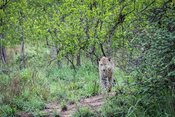 Male leopard on walking towards viewer.