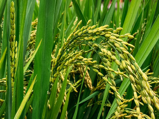 Rice field, green rice sprouts in the meadow. Rice close up.