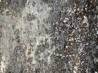 closeup old dirty surface painted wall with black dry moss