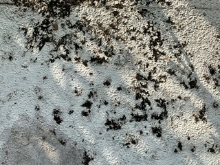 closeup old dirty surface painted wall with black dry moss