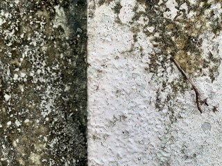 closeup old dirty surface painted wall with black dry moss