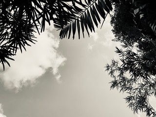 sillhouette bamboo and palm leaf back and white   with sky background 