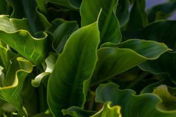 close up of green leaves