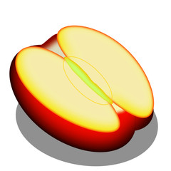 Half of red apple fruit isolated drawing vector.