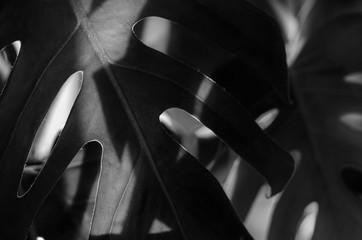 black and white Leaf