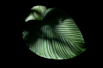 abstract green leaf
