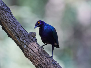 Purple glossy starling (Lamprotornis purpureus) in its natural habitat