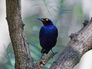 Purple glossy starling (Lamprotornis purpureus) in its natural habitat