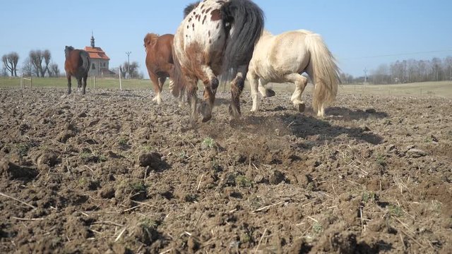 Running herd of thoroughbred, cold-blooded and ponies. Detail of clay corridor, swirling dust, turf of clay flying away from horses' hooves. Horses rush to pasture on the hill.