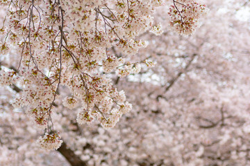 新しい芽がではじめた桜
