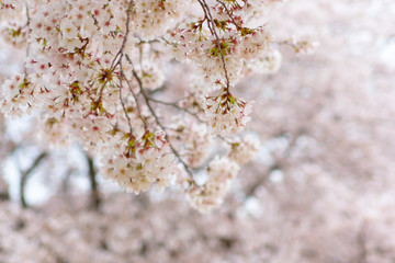 新しい芽がではじめた桜