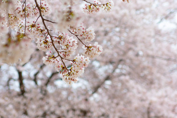 新しい芽がではじめた桜