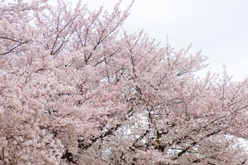 新しい芽がではじめた桜