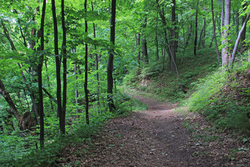 A winding path among green trees on a summer day in a protected area.