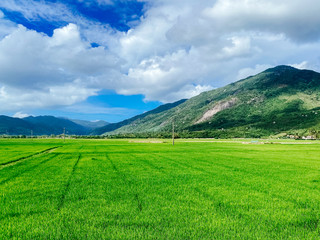 Rice field, green rice sprouts in the meadow. Mountain view, agriculture in Asia
