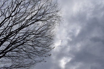 Tree & Sky-99