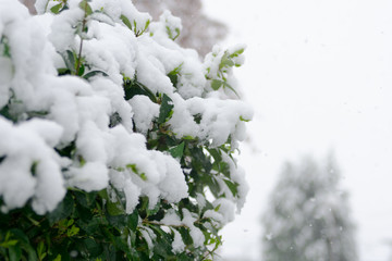 雪が積もった木