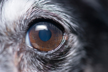 Mini Fox Terrier Eye