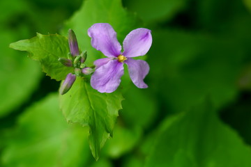 オオアラセイトウの紫色の花