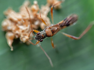 Macro Photo of Assassin Bug on Green Leaf