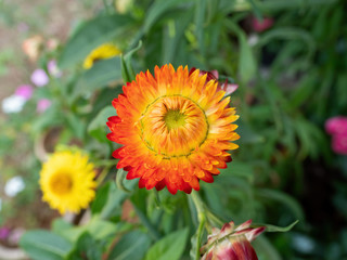 Close up Colorful Flower Isolated on Blurry Background