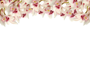 Orchid flowers Isolated on white background.Flower border. White  orchid on a white background...