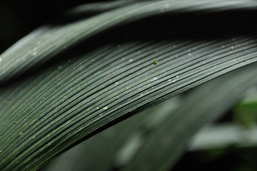 Leaves of tropical plants growing in the jungle. Details of the innervation of the leaf blade....