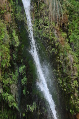 Obraz premium A green oasis with a waterfall and lakes in the Ein Gedi National Park in Israel on the Dead Sea
