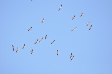A large herd of the great white pelican circling the blue sky in warm and sunny Israel on the Red Sea, near Eilat.
