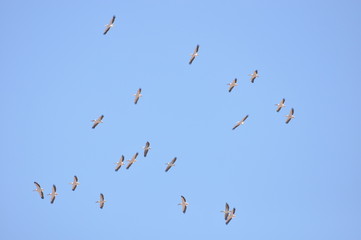 A large herd of the great white pelican circling the blue sky in warm and sunny Israel on the Red Sea, near Eilat.