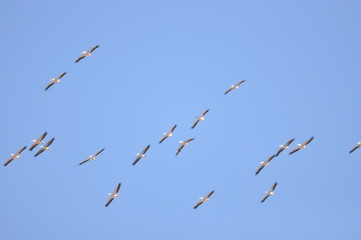 A large herd of the great white pelican circling the blue sky in warm and sunny Israel on the Red Sea, near Eilat.