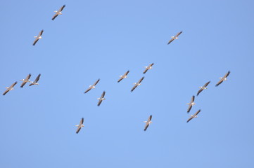 A large herd of the great white pelican circling the blue sky in warm and sunny Israel on the Red Sea, near Eilat.